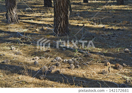 Forest Floor with Pine Cones and Tree Shadows Forest Floor with Pine Cones and Tree Shadows 142172681