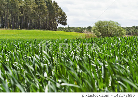Lush Green Field with Forest Background Lush Green Field with Forest Background 142172690