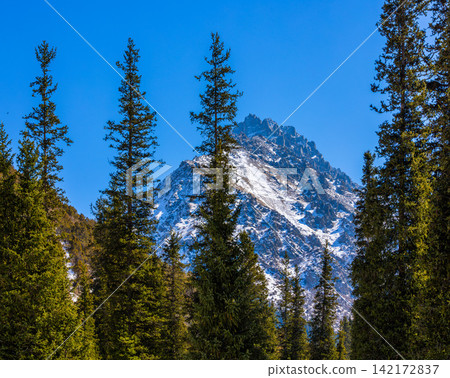 Snow-Capped Mountain Peak Surrounded by Evergreen Forest Snow-Capped Mountain Peak Surrounded by Evergreen Forest 142172837