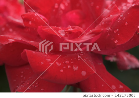 Red roses receiving rain on their petals Red roses receiving rain on their petals 142173005