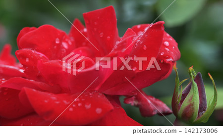 雨中的紅玫瑰與花苞 雨中的紅玫瑰與花苞 142173006