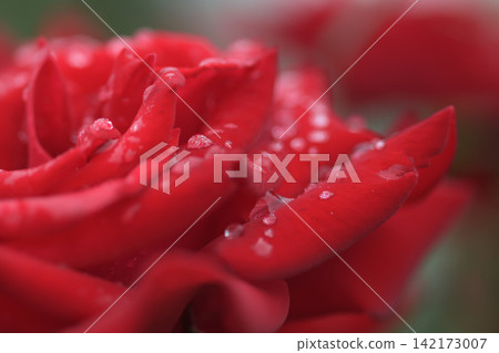 紅玫瑰花瓣上殘留的雨滴 紅玫瑰花瓣上殘留的雨滴 142173007