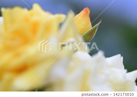 黃色的玫瑰花蕾伸向天空 黃色的玫瑰花蕾伸向天空 142173010