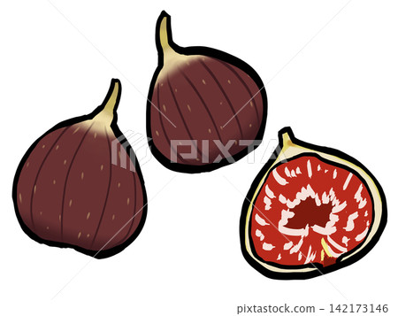 Fig illustration (brushstroke style/fruit) Fig illustration (brushstroke style/fruit) 142173146