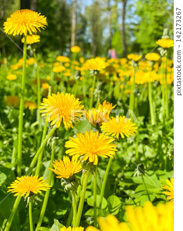 Yellow Dandelions Blooming in Sunny Meadow 142173267