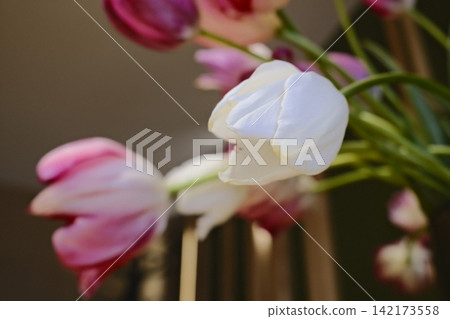 Elegant White and Pink Tulips Bouquet in Soft Natural Light Macro Elegant White and Pink Tulips Bouquet in Soft Natural Light Macro 142173558