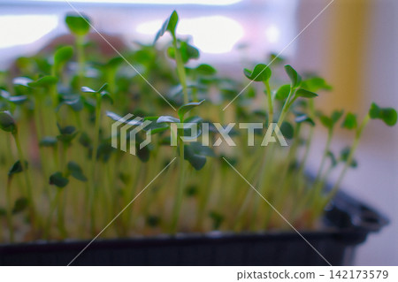 Fresh green microgreens growing indoors in a black tray Fresh green microgreens growing indoors in a black tray 142173579