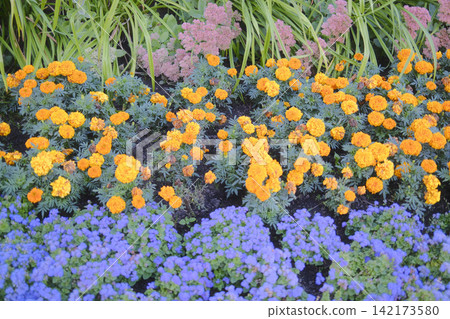 Flowers in bloom grow in a vibrant display Flowers in bloom grow in a vibrant display 142173580
