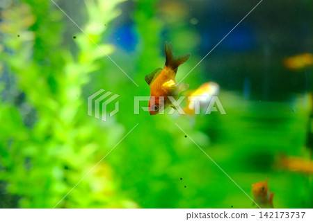 Goldfish swimming in a home aquarium Goldfish swimming in a home aquarium 142173737