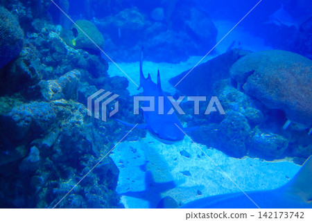 Blacktip Reef Shark Swimming Underwater in Aquarium Coral Reef Environment Blacktip Reef Shark Swimming Underwater in Aquarium Coral Reef Environment 142173742