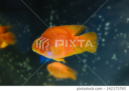 Orange Blood Parrot Cichlid Profile Swimming in Dark Tank Orange Blood Parrot Cichlid Profile Swimming in Dark Tank 142173765