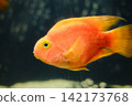Close Up of Orange Blood Parrot Cichlid Swimming in Water 142173768