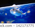 Porcupinefish Swimming in Blue Aquarium Water Close Up 142173775