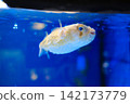 Close Up Porcupinefish Swimming in Deep Blue Water Tank 142173779