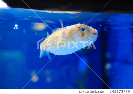 Close Up Porcupinefish Swimming in Deep Blue Water Tank 142173779