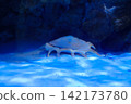 Large Conch Shell Lying on White Sand Ocean Floor Underwater 142173780