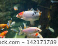 White and red koi carp fish swimming in clear aquarium 142173789