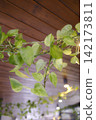 Variegated green Pothos leaves cascade from a dark brown wooden plank ceiling indoors 142173811