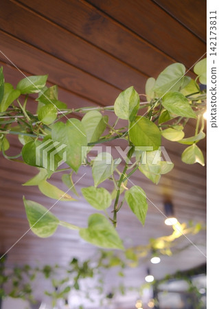 Variegated green Pothos leaves cascade from a dark brown wooden plank ceiling indoors Variegated green Pothos leaves cascade from a dark brown wooden plank ceiling indoors 142173811