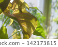 Dappled sun lights a leaf's delicate structure against blurry green 142173815