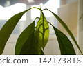 Young avocado plant leaves receive bright morning sunlight indoors near a window 142173816