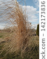 Golden grass, tall and flowing, bows in winter breeze in serene garden 142173836