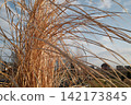 Wispy golden ornamental grass frames a distant view of houses under a gentle afternoon sky 142173845