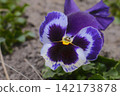 Close up of a beautiful purple and white pansy flower with a yellow center blooming 142173878