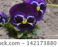 Velvety purple pansies with radiant yellow and white centers flourish in earthy ground 142173880