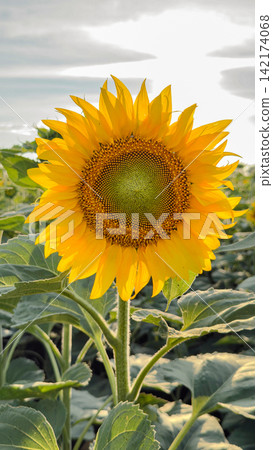 Sunflower field showing different growth stages, from bud to bloom, in agricultural production. 142174068