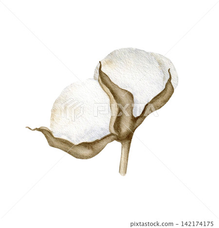 Cotton boll with soft white petals and warm brown leaves watercolor isolated illustration. Natural botanical clipart for textile, fashion, packaging and branding. Drawing eco friendly flower. Cotton boll with soft white petals and warm brown leaves watercolor isolated illustration. Natural botanical clipart for textile, fashion, packaging and branding. Drawing eco friendly flower. 142174175