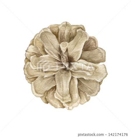 Pine cone top view watercolor isolated illustration. Hand drawn botanical forest clipart for Christmas, winter holidays, autumn decor, Thanksgiving, and rustic nature inspired design. Detailed drawing Pine cone top view watercolor isolated illustration. Hand drawn botanical forest clipart for Christmas, winter holidays, autumn decor, Thanksgiving, and rustic nature inspired design. Detailed drawing 142174176