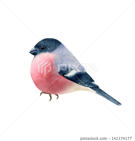 Cute bullfinch bird watercolor isolated illustration. Hand drawn winter wildlife clipart for Christmas cards, holiday decor and seasonal crafts. Artistic bird drawing on white. Cute bullfinch bird watercolor isolated illustration. Hand drawn winter wildlife clipart for Christmas cards, holiday decor and seasonal crafts. Artistic bird drawing on white. 142174177