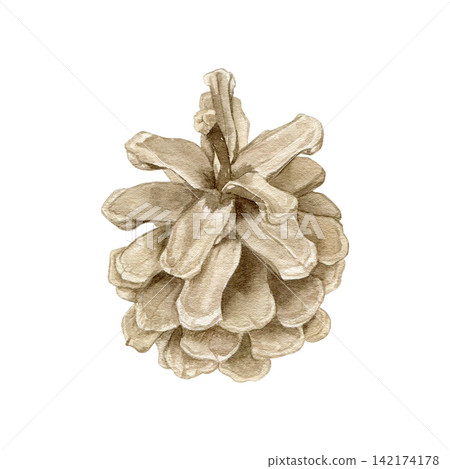 Detailed pine cone watercolor isolated illustration on white. Hand drawn botanical forest clipart for Christmas, winter holidays, autumn decor and rustic design projects. 142174178
