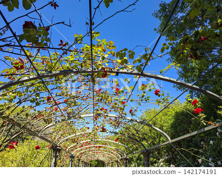 View inside a long garden arch with red climbing roses in bloom under a blue sky View inside a long garden arch with red climbing roses in bloom under a blue sky 142174191