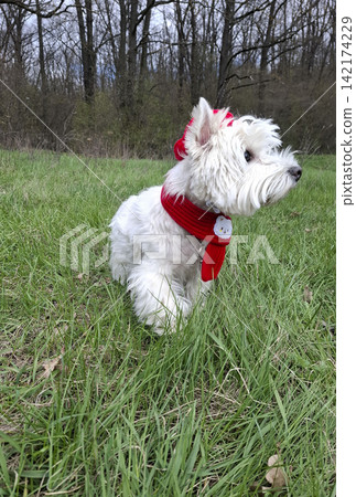 West Highland White Terrier in red beret and scarf walks in grassy meadow during cloudy day West Highland White Terrier in red beret and scarf walks in grassy meadow during cloudy day 142174229