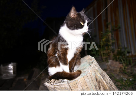 beautiful funny grey British cat peeking out from behind a white table with copy beautiful funny grey British cat peeking out from behind a white table with copy 142174266