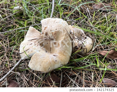 White Russula emerges from the soil in the park White Russula emerges from the soil in the park 142174325