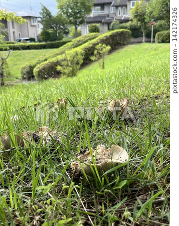 White Russula emerges from the soil in the park White Russula emerges from the soil in the park 142174326