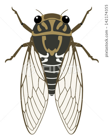 Cicadas Cicadas 142174355