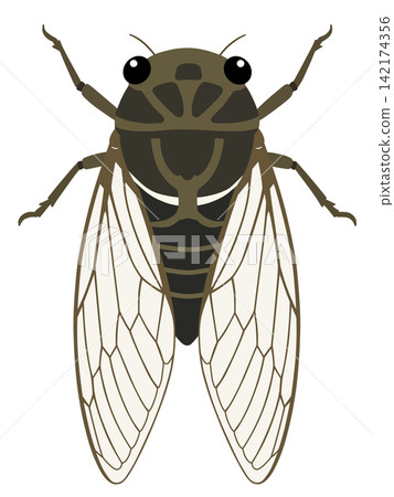 Cicadas Cicadas 142174356