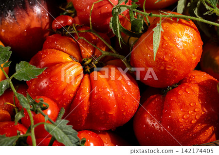 Freshly harvested heirloom tomatoes with water drops Freshly harvested heirloom tomatoes with water drops 142174405