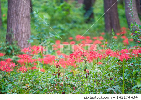 Cluster amaryllis blooming in the forest 142174434