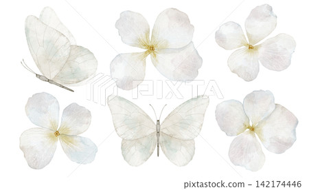 Butterflies and flowers watercolor set. Collection of white pastel botanical elements isolated on background. Decorative for nursery design, wedding invitations and spring greeting cards. Butterflies and flowers watercolor set. Collection of white pastel botanical elements isolated on background. Decorative for nursery design, wedding invitations and spring greeting cards. 142174446