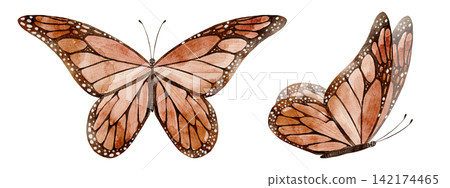 Butterfly watercolor illustration set with orange and brown winged insects isolated on background. Autumn nature clipart collection for botanical, woodland and seasonal designs. Butterfly watercolor illustration set with orange and brown winged insects isolated on background. Autumn nature clipart collection for botanical, woodland and seasonal designs. 142174465