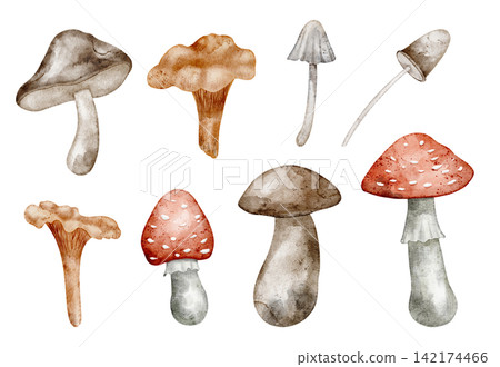 Mushroom watercolor illustration set with forest fungi isolated on background. Autumn woodland clipart with boletus, amanita and toadstools for foraging, nature and seasonal designs. Fall fungus. Mushroom watercolor illustration set with forest fungi isolated on background. Autumn woodland clipart with boletus, amanita and toadstools for foraging, nature and seasonal designs. Fall fungus. 142174466