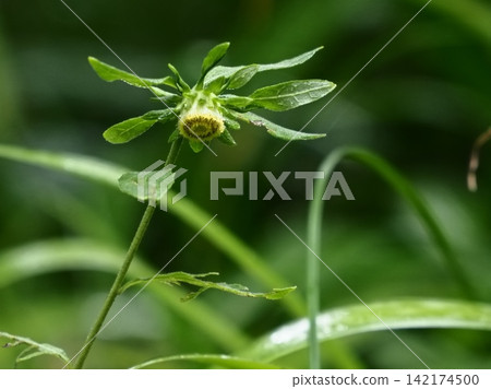 日本菸草植物的花 日本菸草植物的花 142174500