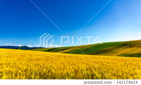 Golden Wheat Field and Rolling Green Hills Under Blue Sky Golden Wheat Field and Rolling Green Hills Under Blue Sky 142174624