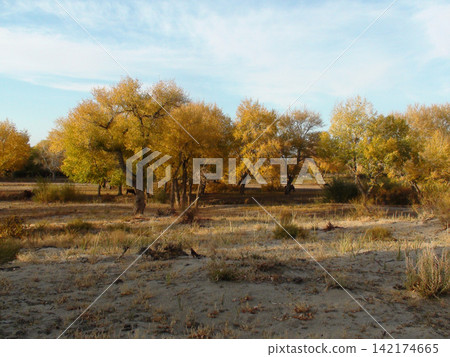 Autumn Forest Landscape with Golden Trees and Sandy Terrain Autumn Forest Landscape with Golden Trees and Sandy Terrain 142174665