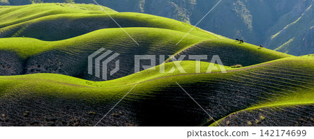 Green Rolling Hills Landscape with Horses in Sunlight Green Rolling Hills Landscape with Horses in Sunlight 142174699